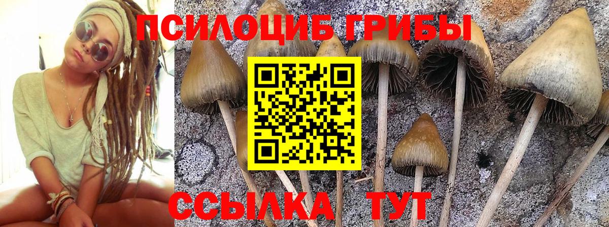 Псилоцибиновые грибы мицелий Балахна